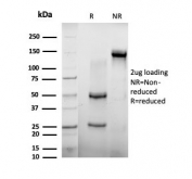 SDS-PAGE analysis of purified, BSA-free AGO3 antibody (clone PCRP-AGO3-1C5) as confirmation of integrity and purity.