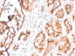 IHC staining of FFPE human kidney tissue with FABP1 antibody (clone FABP1/3940). HIER: boil tissue sections in pH 9 10mM Tris with 1mM EDTA for 20 min and allow to cool before testing.