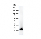 Western blot testing of human kidney tissue lysate using FABP1 antibody (clone FABP1/3940). Predicted molecular weight ~14 kDa.