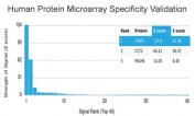 Analysis of HuProt(TM) microarray containing more than 19,000 full-length human proteins using FABP1 antibody (clone FABP1/3940). These results demonstrate the foremost specificity of the FABP1/3940 mAb. Z- and S- score: The Z-score represents the strength of a signal that an antibody (in combination with a fluorescently-tagged anti-IgG secondary Ab) produces when binding to a particular protein on the HuProt(TM) array. Z-scores are described in units of standard deviations (SD's) above the mean value of all signals generated on that array. If the targets on the HuProt(TM) are arranged in descending order of the Z-score, the S-score is the difference (also in units of SD's) between the Z-scores. The S-score therefore represents the relative target specificity of an Ab to its intended target.