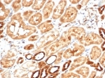 IHC staining of FFPE human kidney tissue with recombinant Aldose reductase antibody (clone AKR1B1/7009R). HIER: boil tissue sections in pH 9 10mM Tris with 1mM EDTA for 20 min and allow to cool before testing.