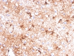 IHC staining of FFPE human cerebellum tissue with Glial Fibrillary Acidic Protein antibody (clone GFAP/4450). HIER: boil tissue sections in pH 9 10mM Tris with 1mM EDTA for 20 min and allow to cool before testing.