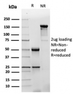SDS-PAGE analysis of purified, BSA-free Glial Fibrillary Acidic Protein antibody (clone GFAP/4450) as confirmation of integrity and purity.