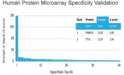 Analysis of HuProt(TM) microarray containing more than 19,000 full-length human proteins using Glial Fibrillary Acidic Protein antibody (clone GFAP/4450). These results demonstrate the foremost specificity of the GFAP/4450 mAb. Z- and S- score: The Z-score represents the strength of a signal that an antibody (in combination with a fluorescently-tagged anti-IgG secondary Ab) produces when binding to a particular protein on the HuProt(TM) array. Z-scores are described in units of standard deviations (SD's) above the mean value of all signals generated on that array. If the targets on the HuProt(TM) are arranged in descending order of the Z-score, the S-score is the difference (also in units of SD's) between the Z-scores. The S-score therefore represents the relative target specificity of an Ab to its intended target.