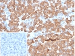 IHC staining of FFPE human pancreatic tissue with 40S Ribosomal protein SA (clone RPSA/6332R). Negative control inset: PBS instead of primary antibody to control for secondary binding. HIER: boil tissue sections in pH 9 10mM Tris with 1mM EDTA for 20 min and allow to cool before testing.