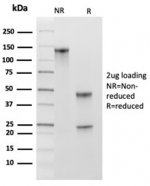 SDS-PAGE analysis of purified, BSA-free MCM2 antibody (clone MCM2/3678) as confirmation of integrity and purity.