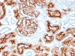 IHC staining of FFPE human kidney tissue with CD10 antibody (clone MME/6714). HIER: boil tissue sections in pH 9 10mM Tris with 1mM EDTA for 20 min and allow to cool before testing.