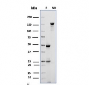 SDS-PAGE analysis of purified, BSA-free CD10 antibody (clone MME/6714) as confirmation of integrity and purity.