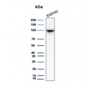 Western blot testing of human kidney tissue lysate with CD10 antibody. Routinely visualized at ~100 kDa.