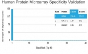Analysis of HuProt(TM) microarray containing more than 19,000 full-length human proteins using recombinant Geminin antibody (clone GMNN/7037R). These results demonstrate the foremost specificity of the GMNN/7037R mAb. Z- and S- score: The Z-score represents the strength of a signal that an antibody (in combination with a fluorescently-tagged anti-IgG secondary Ab) produces when binding to a particular protein on the HuProt(TM) array. Z-scores are described in units of standard deviations (SD's) above the mean value of all signals generated on that array. If the targets on the HuProt(TM) are arranged in descending order of the Z-score, the S-score is the difference (also in units of SD's) between the Z-scores. The S-score therefore represents the relative target specificity of an Ab to its intended target.