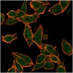 Immunofluorescent staining of PFA-fixed human HeLa cells using ZNF639 antibody (green, clone PCRP-ZNF639-2B2) and phalloidin (red).