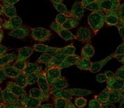Immunofluorescent staining of PFA-fixed human HeLa cells using CHRAC17 antibody (green, clone PCRP-POLE3-3D3) and phalloidin (red).
