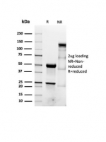 SDS-PAGE analysis of purified, BSA-free recombinant Actin antibody (clone ACTA2/1614R) as confirmation of integrity and purity.