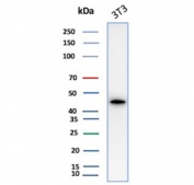 Western blot testing of mouse NIH 3T3 cell lysate with recombinant Actin antibody. 