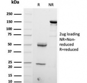 SDS-PAGE analysis of purified, BSA-free S100B antibody (clone S100B/4153) as confirmation of integrity and purity.