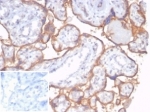 IHC staining of FFPE human placental tissue with recombinant CD59 antibody (clone rMACIF/7288). Negative control inset: PBS instead of primary antibody to control for secondary binding. HIER: boil tissue sections in pH 9 10mM Tris with 1mM EDTA for 20 min and allow to cool before testing.