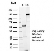 SDS-PAGE analysis of purified, BSA-free recombinant Cdc20 antibody (clone rCDC20/7184) as confirmation of integrity and purity.