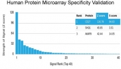 Analysis of HuProt(TM) microarray containing more than 19,000 full-length human proteins using CD27 antibody (clone LPFS2/4178). These results demonstrate the foremost specificity of the LPFS2/4178 mAb. Z- and S- score: The Z-score represents the strength of a signal that an antibody (in combination with a fluorescently-tagged anti-IgG secondary Ab) produces when binding to a particular protein on the HuProt(TM) array. Z-scores are described in units of standard deviations (SD's) above the mean value of all signals generated on that array. If the targets on the HuProt(TM) are arranged in descending order of the Z-score, the S-score is the difference (also in units of SD's) between the Z-scores. The S-score therefore represents the relative target specificity of an Ab to its intended target.