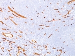 IHC staining of FFPE human kidney tissue with CD34 antibody (clone CD34/4939). HIER: boil tissue sections in pH 9 10mM Tris with 1mM EDTA for 20 min and allow to cool before testing.