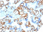 IHC staining of FFPE human placental tissue with CD34 antibody (clone CD34/4939)at 2ug/ml RT. HIER: boil tissue sections in pH 9 10mM Tris with 1mM EDTA for 20 min and allow to cool before testing.