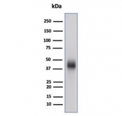 Western blot analysis of human Raji cell lysate using CD48 antibody (clone CD48/4787). Predicted molecular weight: 28-50 kDa depending on glycosylation level.
