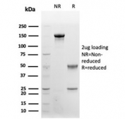 SDS-PAGE analysis of purified, BSA-free CD48 antibody (clone CD48/4787) as confirmation of integrity and purity.