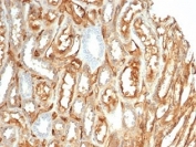 IHC staining of FFPE human kidney tissue with recombinant CD59 antibody (clone MACIF/7021R) at 2ug/ml. HIER: boil tissue sections in pH 9 10mM Tris with 1mM EDTA for 20 min and allow to cool before testing.