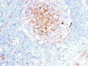 IHC staining of FFPE human tonsil tissue with recombinant CD59 antibody (clone MACIF/7021R). HIER: boil tissue sections in pH 9 10mM Tris with 1mM EDTA for 20 min and allow to cool before testing.