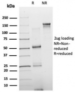 SDS-PAGE analysis of purified, BSA-free NEUROD2 antibody (clone PCRP-NEUROD2-1G1) as confirmation of integrity and purity.