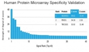 Analysis of HuProt(TM) microarray containing more than 19,000 full-length human proteins using NEUROD2 antibody (clone PCRP-NEUROD2-1G1). These results demonstrate the foremost specificity of the PCRP-NEUROD2-1G1 mAb. Z- and S- score: The Z-score represents the strength of a signal that an antibody (in combination with a fluorescently-tagged anti-IgG secondary Ab) produces when binding to a particular protein on the HuProt(TM) array. Z-scores are described in units of standard deviations (SD's) above the mean value of all signals generated on that array. If the targets on the HuProt(TM) are arranged in descending order of the Z-score, the S-score is the difference (also in units of SD's) between the Z-scores. The S-score therefore represents the relative target specificity of an Ab to its intended target.