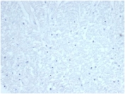 Negative control: IHC staining of FFPE human brain tissue with recombinant Cdc20 antibody (clone CDC20/7026R) at 2ug/ml in PBS for 30min RT. HIER: boil tissue sections in pH 9 10mM Tris with 1mM EDTA for 20 min and allow to cool before testing.