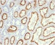 IHC staining of FFPE human kidney tissue with recombinant Cdc20 antibody CDC20/7026R) at 2ug/ml. HIER: boil tissue sections in pH 9 10mM Tris with 1mM EDTA for 20 min and allow to cool before testing.