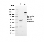 SDS-PAGE analysis of purified, BSA-free recombinant DNA topoisomerase I antibody (clone rTOP1MT/488) as confirmation of integrity and purity.