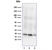 Western blot analysis of human 1) A549, 2) PC3 and 3) K562 cell lysates using NME1 antibody (clone NME1/2737). Predicted molecular weight ~17 kDa.