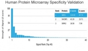Analysis of HuProt(TM) microarray containing more than 19,000 full-length human proteins using NME1 antibody (clone NME1/2737). These results demonstrate the foremost specificity of the NME1/2737 mAb. Z- and S- score: The Z-score represents the strength of a signal that an antibody (in combination with a fluorescently-tagged anti-IgG secondary Ab) produces when binding to a particular protein on the HuProt(TM) array. Z-scores are described in units of standard deviations (SD's) above the mean value of all signals generated on that array. If the targets on the HuProt(TM) are arranged in descending order of the Z-score, the S-score is the difference (also in units of SD's) between the Z-scores. The S-score therefore represents the relative target specificity of an Ab to its intended target.