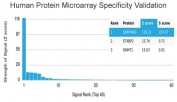 Analysis of HuProt(TM) microarray containing more than 19,000 full-length human proteins using Alpha-1-Antichymotrypsin antibody (clone SERPINA3/4185). These results demonstrate the foremost specificity of the SERPINA3/4185 mAb. Z- and S- score: The Z-score represents the strength of a signal that an antibody (in combination with a fluorescently-tagged anti-IgG secondary Ab) produces when binding to a particular protein on the HuProt(TM) array. Z-scores are described in units of standard deviations (SD's) above the mean value of all signals generated on that array. If the targets on the HuProt(TM) are arranged in descending order of the Z-score, the S-score is the difference (also in units of SD's) between the Z-scores. The S-score therefore represents the relative target specificity of an Ab to its intended target.