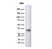 Western blot testing of human Raji cell lysate with CD20 antibody (clone MS4A1/4655). Predicted molecular weight ~33 kDa.