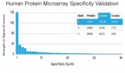 Analysis of HuProt(TM) microarray containing more than 19,000 full-length human proteins using CD20 antibody (clone MS4A1/4655). These results demonstrate the foremost specificity of the MS4A1/4655 mAb. Z- and S- score: The Z-score represents the strength of a signal that an antibody (in combination with a fluorescently-tagged anti-IgG secondary Ab) produces when binding to a particular protein on the HuProt(TM) array. Z-scores are described in units of standard deviations (SD's) above the mean value of all signals generated on that array. If the targets on the HuProt(TM) are arranged in descending order of the Z-score, the S-score is the difference (also in units of SD's) between the Z-scores. The S-score therefore represents the relative target specificity of an Ab to its intended target.