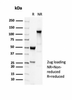 SDS-PAGE analysis of purified, BSA-free recombinant Beta Tubulin antibody (clone TUBB3/7089R) as confirmation of integrity and purity.