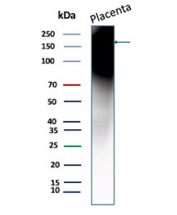 Fibronectin 1 Antibody for WB. Western blot analysis of Fibronectin (FN1) expression in human placenta tissue lysate using clone FN1/3569 mouse monoclonal antibody. A strong band is detected at approximately 220-250 kDa, consistent with the predicted molecular weight of Fibronectin. The high molecular weight signal reflects the extracellular matrix glycoprotein nature of Fibronectin, which commonly appears as a broad band due to glycosylation and dimerization.