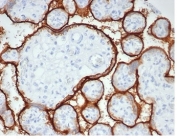 IHC staining of FFPE human placental tissue with recombinant ALPP antibody (clone rALP/870) at 2ug/ml in PBS for 30min RT. HIER: boil tissue sections in pH 9 10mM Tris with 1mM EDTA for 20 min and allow to cool before testing.