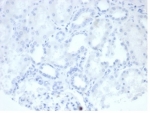 Negative control: IHC staining of FFPE human kidney tissue with recombinant ALPP antibody (clone rALP/870) at 2ug/ml in PBS for 30min RT. HIER: boil tissue sections in pH 9 10mM Tris with 1mM EDTA for 20 min and allow to cool before testing.