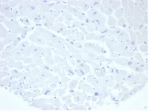 Negative control: IHC staining of FFPE human heart tissue with recombinant ALPP antibody (clone rALP/870) at 2ug/ml in PBS for 30min RT. HIER: boil tissue sections in pH 9 10mM Tris with 1mM EDTA for 20 min and allow to cool before testing.