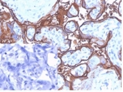 IHC staining of FFPE human placental tissue with ALPP antibody (clone ALPP/4109) at 2ug/ml in PBS for 30min RT. Negative control inset: PBS instead of primary antibody to control for secondary binding. HIER: boil tissue sections in pH 9 10mM Tris with 1mM EDTA for 20 min and allow to cool before testing.