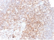 IHC staining of FFPE human tonsil tissue with CD48 antibody (clone CD48/4783) at 2ug/ml. HIER: boil tissue sections in pH 9 10mM Tris with 1mM EDTA for 20 min and allow to cool before testing.