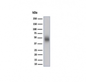 Western blot testing of human Raji cell lysate using CD48 antibody (clone CD48/4783). Predicted molecular weight: 28-50 kDa depending on glycosylation level.