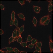 Immunofluorescent staining of PFA-fixed human HeLa cells using ZC3H7A antibody (green, clone PCRP-ZC3H7A-1D6) and phalloidin (red).