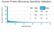 Analysis of HuProt(TM) microarray containing more than 19,000 full-length human proteins using ZC3H7A antibody (clone PCRP-ZC3H7A-1D6). These results demonstrate the foremost specificity of the PCRP-ZC3H7A-1D6 mAb. Z- and S- score: The Z-score represents the strength of a signal that an antibody (in combination with a fluorescently-tagged anti-IgG secondary Ab) produces when binding to a particular protein on the HuProt(TM) array. Z-scores are described in units of standard deviations (SD's) above the mean value of all signals generated on that array. If the targets on the HuProt(TM) are arranged in descending order of the Z-score, the S-score is the difference (also in units of SD's) between the Z-scores. The S-score therefore represents the relative target specificity of an Ab to its intended target.