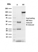 SDS-PAGE analysis of purified, BSA-free FABP3 antibody (clone FABP3/3430) as confirmation of integrity and purity.