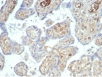 IHC staining of FFPE human placental tissue with recombinant AFP antibody (clone rAFP/7257) at 2ug/ml in PBS for 30min RT. Cytoplasmic staining observed. HIER: boil tissue sections in pH 9 10mM Tris with 1mM EDTA for 20 min and allow to cool before testing.